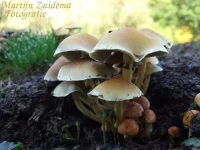 Gewone zwavelkop [Psilocybe fascicularis var. fascicularis]